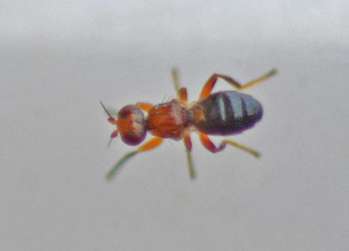 Elachiptera brevipennis